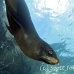 lion_sea_galapagos_cou_h_0152_ecu1248.jpg